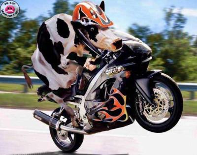 Qu'elle belle vache,lol