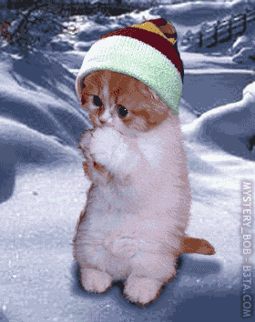 trop mimi ce petit chat!!!